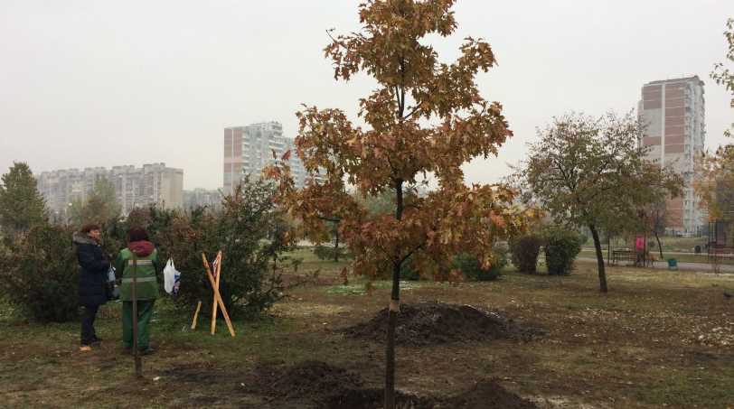 У столиці стартувала посадка дерев та кущів