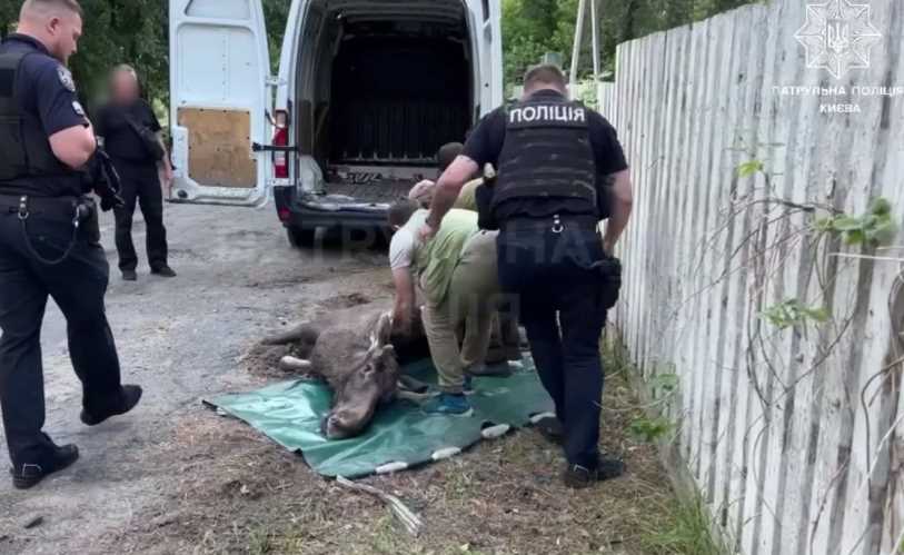 В Киеве спасатели помогли обессиленному лосю вернуться в лес