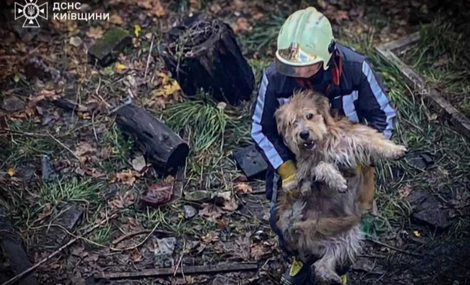 В Киевской области спасли собак, провалившихся в отстойник для воды