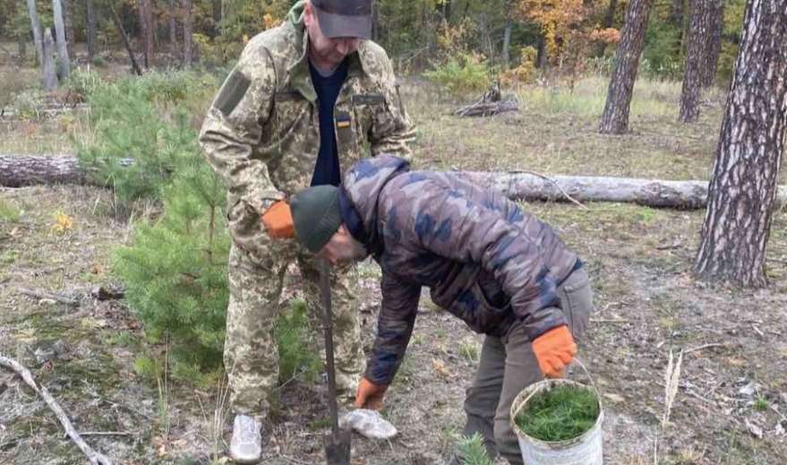 В столичных лесах высадили более двухсот тысяч маленьких сосен и дубов