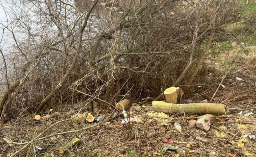 В Святошинском районе незаконно вырубили 16 вязов