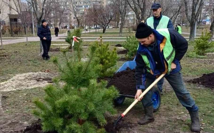 Парки Деснянского района озеленили соснами