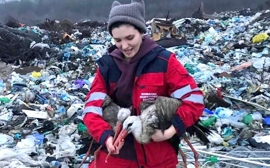 Девять аистов спасли со свалки под Киевом