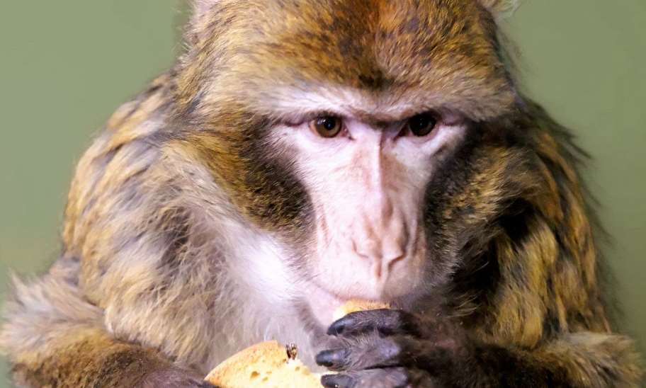 Специалисты столичного зоопарка ловили в Гостомеле макаку