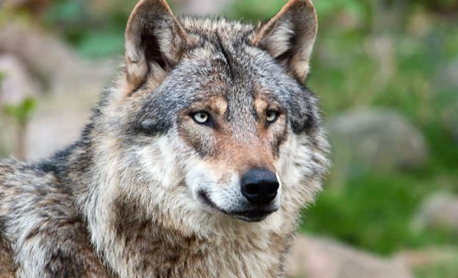 На Оболони из квартиры спасли волка, которого держали в непригодных условиях