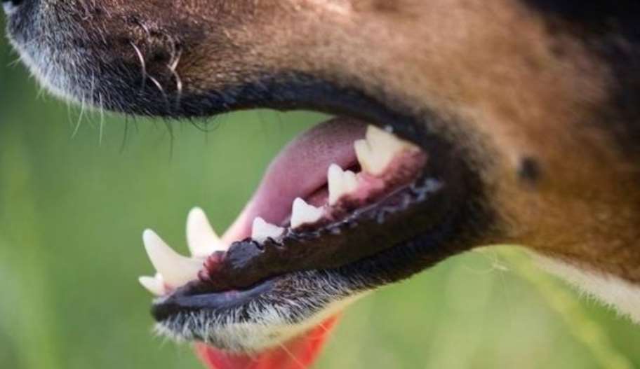 У Гостомелі під Києвом зафіксували сказ