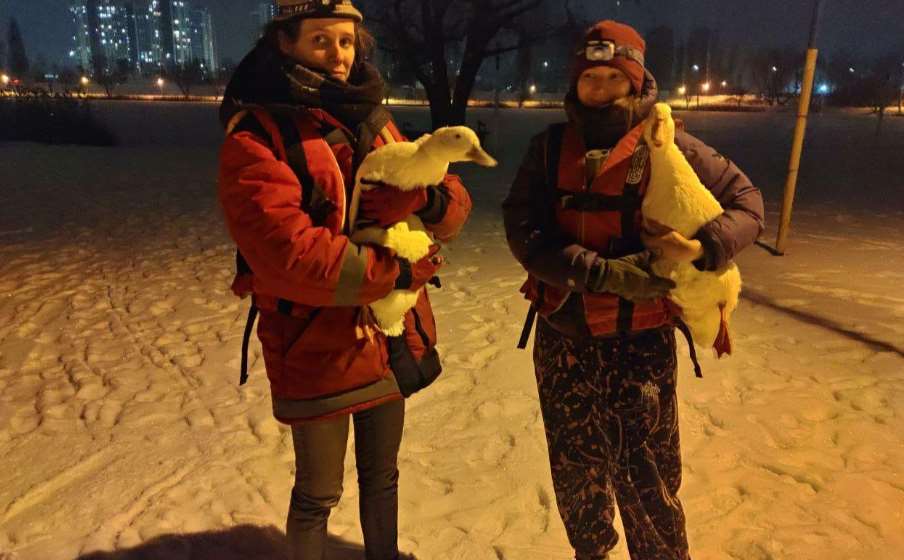 Волонтеры спасли белых уток на озере Тельбин на Березняках