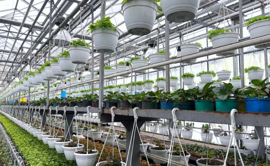 У Києві до нового сезону планують виростити 4 мільйони квітів