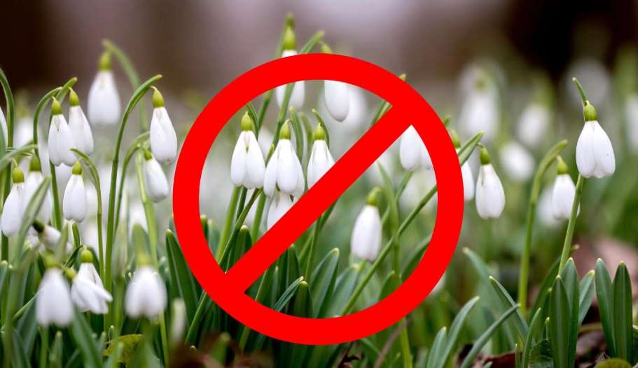 В Киевзеленстрое призвали не срывать и не покупать первоцветы