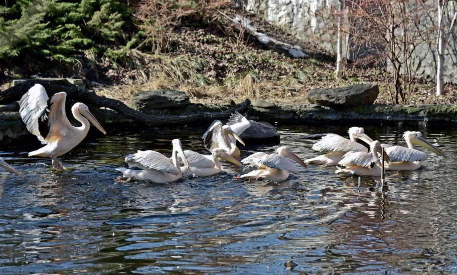 В киевском зоопарке пеликаны вернулись на своё озеро