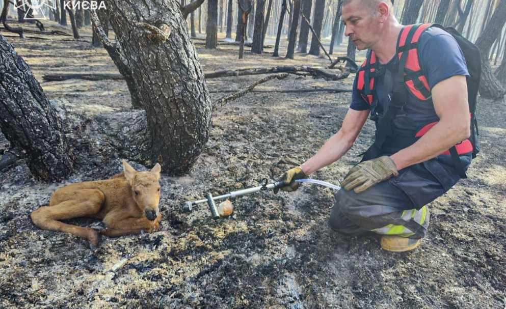 У Чорнобильській зоні рятувальники визволили з вогню червонокнижне лосеня