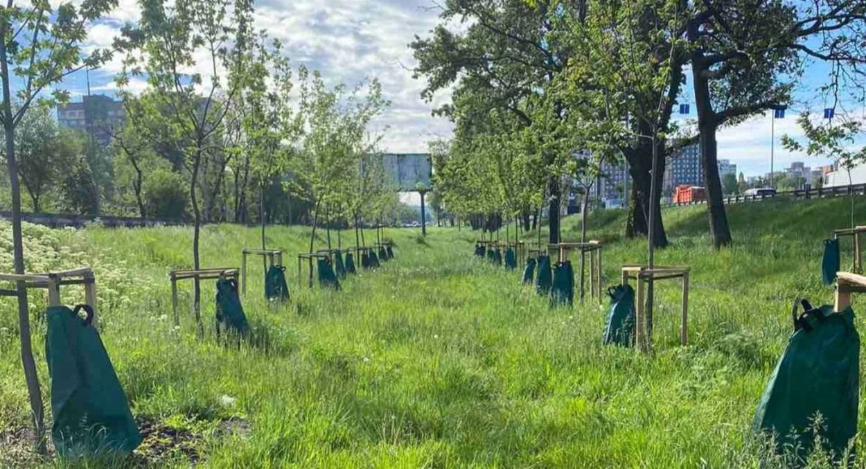 В Киеве за полгода установили более шести тысяч систем медленного полива деревьев