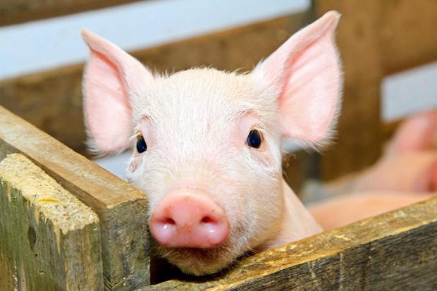 На фермі в Київській області виявили африканську чуму свиней