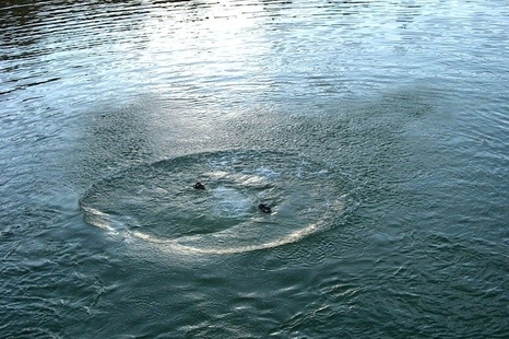 В Киеве в озере нашли утопленника (фото)